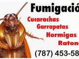 Fumigacion Mantenimiento Mensual