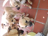 Regalo perritos