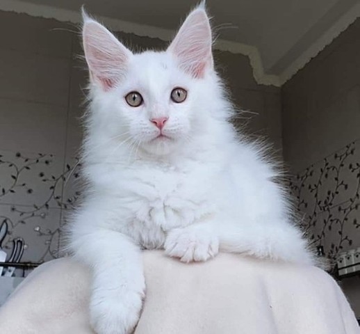 Gatos maine coon macho y hembra en 