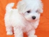 Hermosos cachorros de Shih Tzu Impe