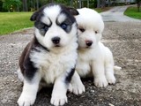 Adorables cachorros de husky siberi