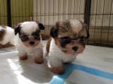 Hermosos cachorros de Shih Tzu ya e