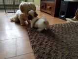 Adorables cachorros Shih Tzu machos