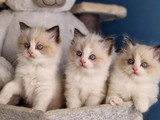 Preciosos gatitos Ragdoll bicolor