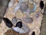 Venta de ratones 