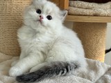 Precioso gatito Ragdoll