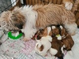 ¡Una Shih Tzu hembra impresionante 