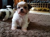 Shih Tzu criado en familia