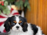 Cavalier King Spaniel Hembra