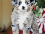 Australian Shepherd Macho 