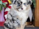 Australian Shepherd Macho 