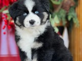 Australian Shepherd Macho 