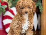 Toy Poodle Hembrita AKC 