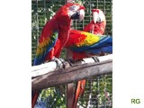 Loro guacamayo en venta