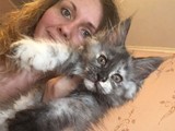 Gatos maine coon macho y hembra en 