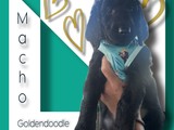 Goldendoodles F1B Standard Machos 