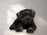Schnauzer hembra
