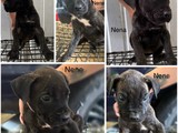 Presa canario 