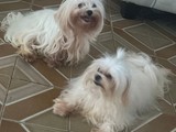Maltese 