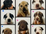 Puppies en adopcion
