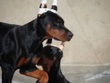 Cachorros de dóberman europeo del A