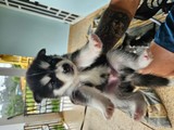 Siberian Husky