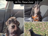 Perrito perdido Chihuahua negro