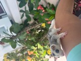 Sugar Glider
