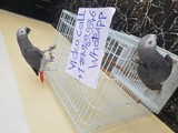 Loro súper gris raza africana dispo