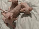 Gatos Sphynx a la venta