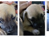 Se regalan perritos