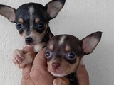 Se venden hermosos chihuahuas 