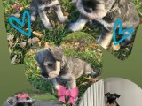 Mini schnauzer