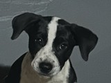 Regalo perrita juguetona