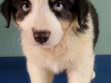 Australian sheperd 