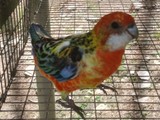 Bella Rosella