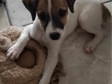 Adorable Fox Terrier 