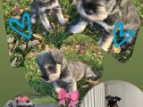 Mini  Schnauzer macho