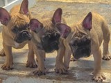 French Bulldog (Frenchies)