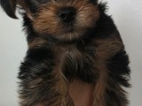 Yorkie 