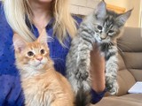 Maine coon Gatito macho y hembra