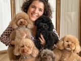 Gratis goldendoodle cachorros 