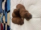 Poodle toy dos hembras un macho