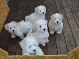 Cachorro Coton De Tulear en Quebec.
