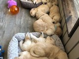 Golden retriever original