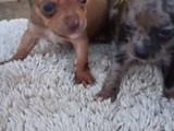 Se venden chihuahuas macho