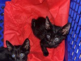 Regalo gatitos 