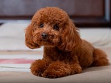 Toy Poodle Macho papeles AKC
