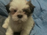 Shih tzu hembra