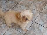 Poodle buscando un hogar